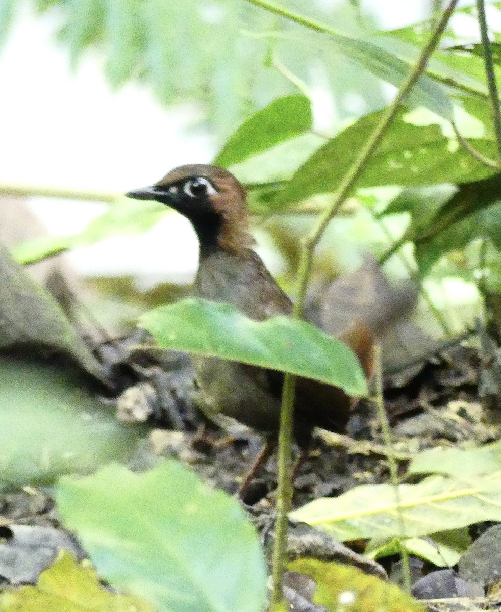 Black-faced Antthrush - ML638692736