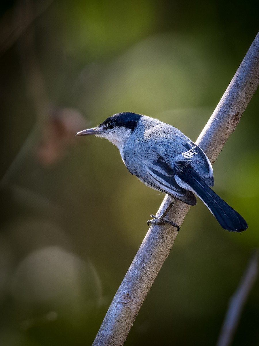 White-lored Gnatcatcher - ML638692738