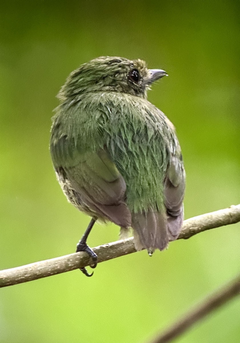 Velvety Manakin - ML638692745