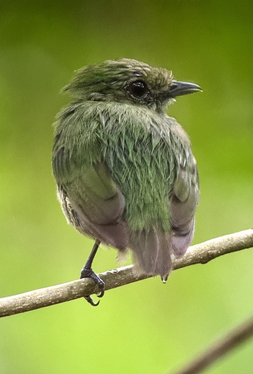 Velvety Manakin - ML638692746