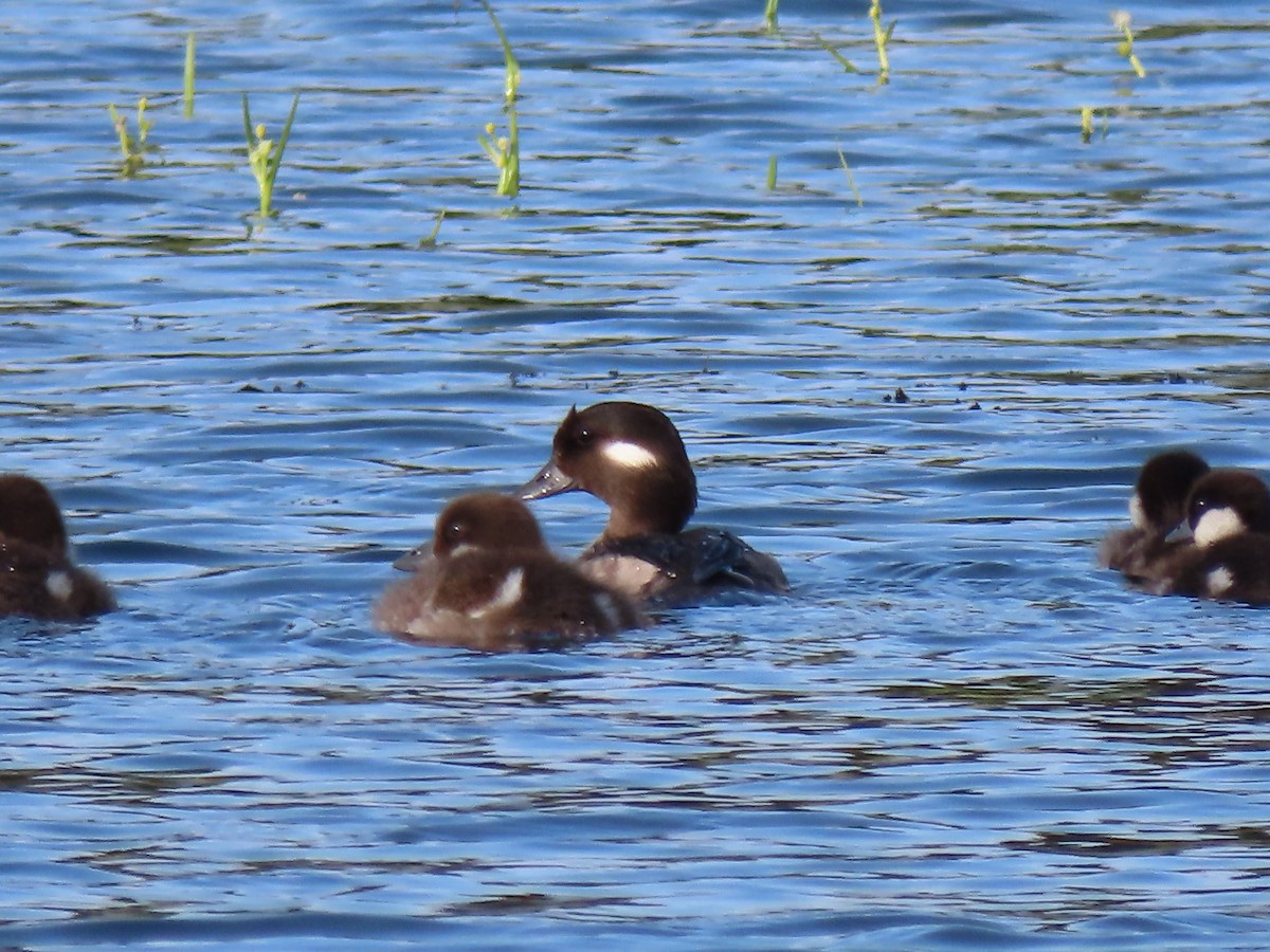 Bufflehead - ML638692748