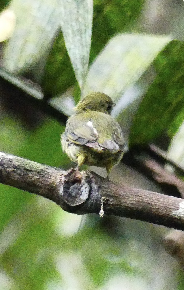 Red-capped Manakin - ML638692756