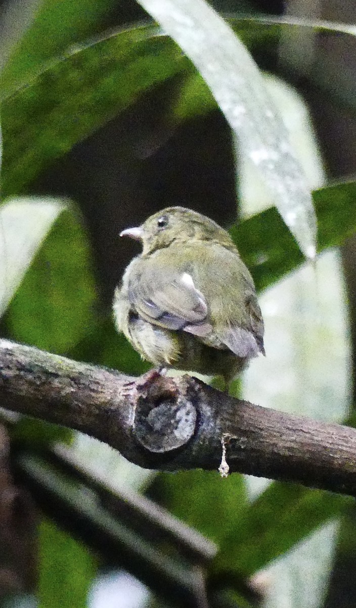 Red-capped Manakin - ML638692757