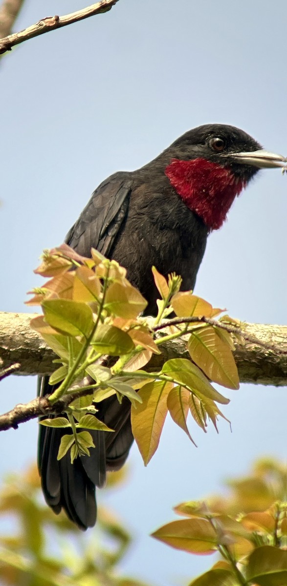 Purple-throated Fruitcrow - ML638692779