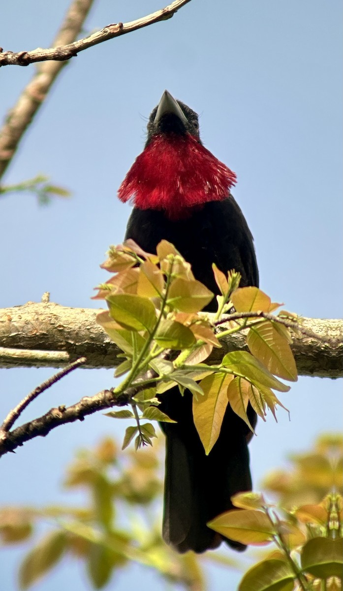 Purple-throated Fruitcrow - ML638692781