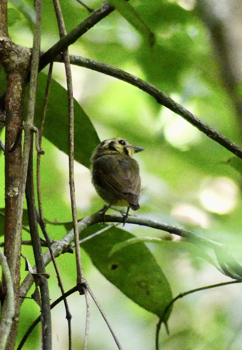 Golden-crowned Spadebill - ML638692792