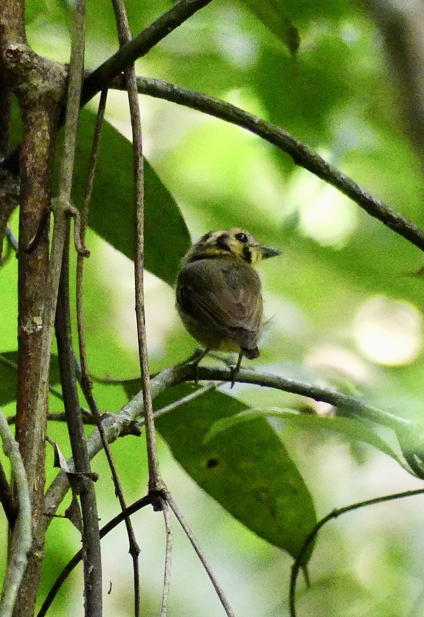 Golden-crowned Spadebill - ML638692793
