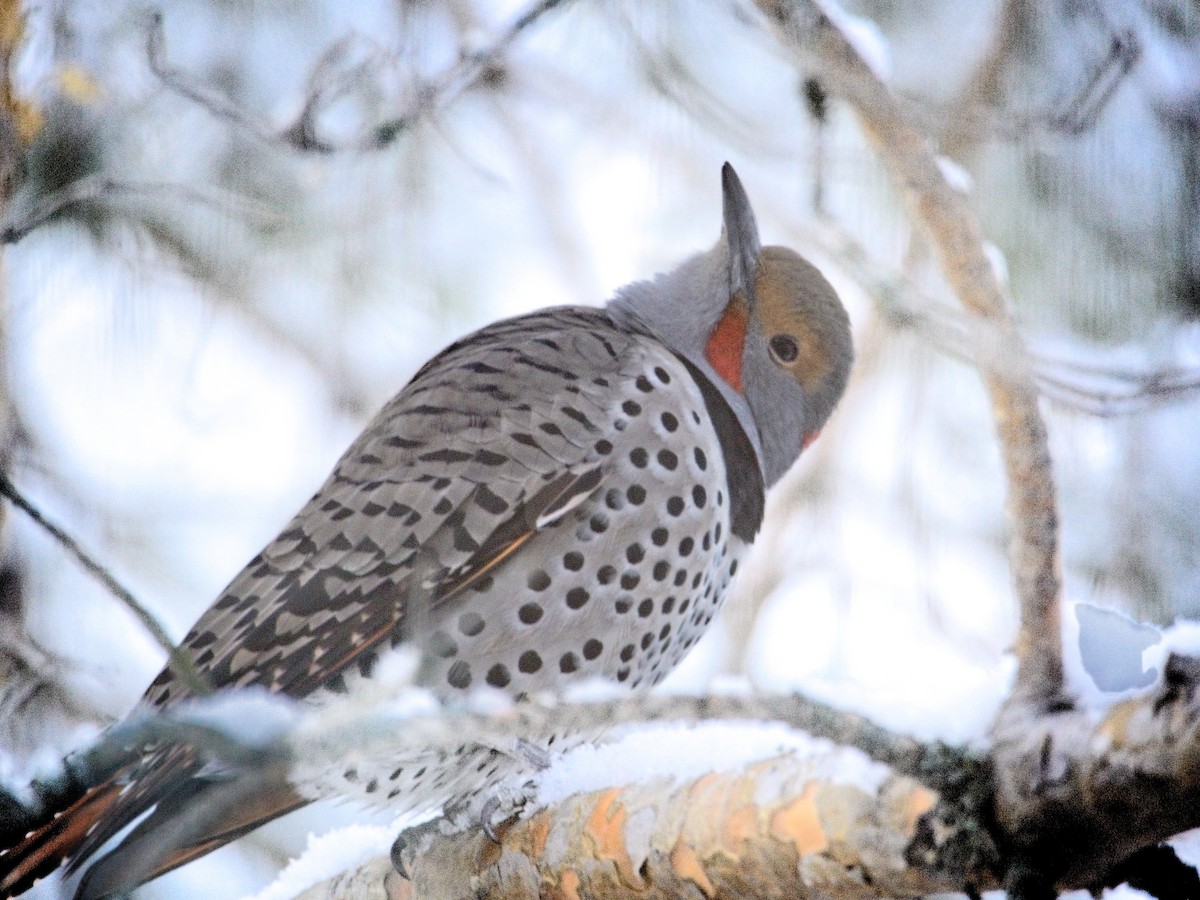 Northern Flicker - ML638692806