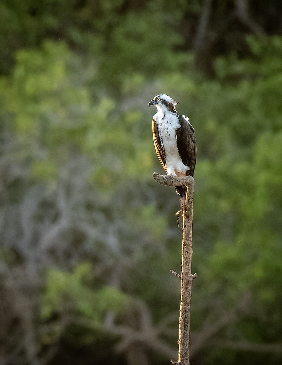 Osprey - ML638692814