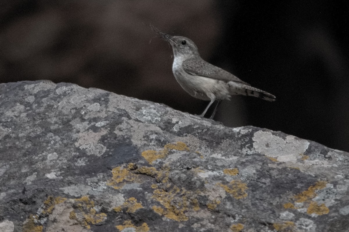 Troglodyte des rochers - ML638692822