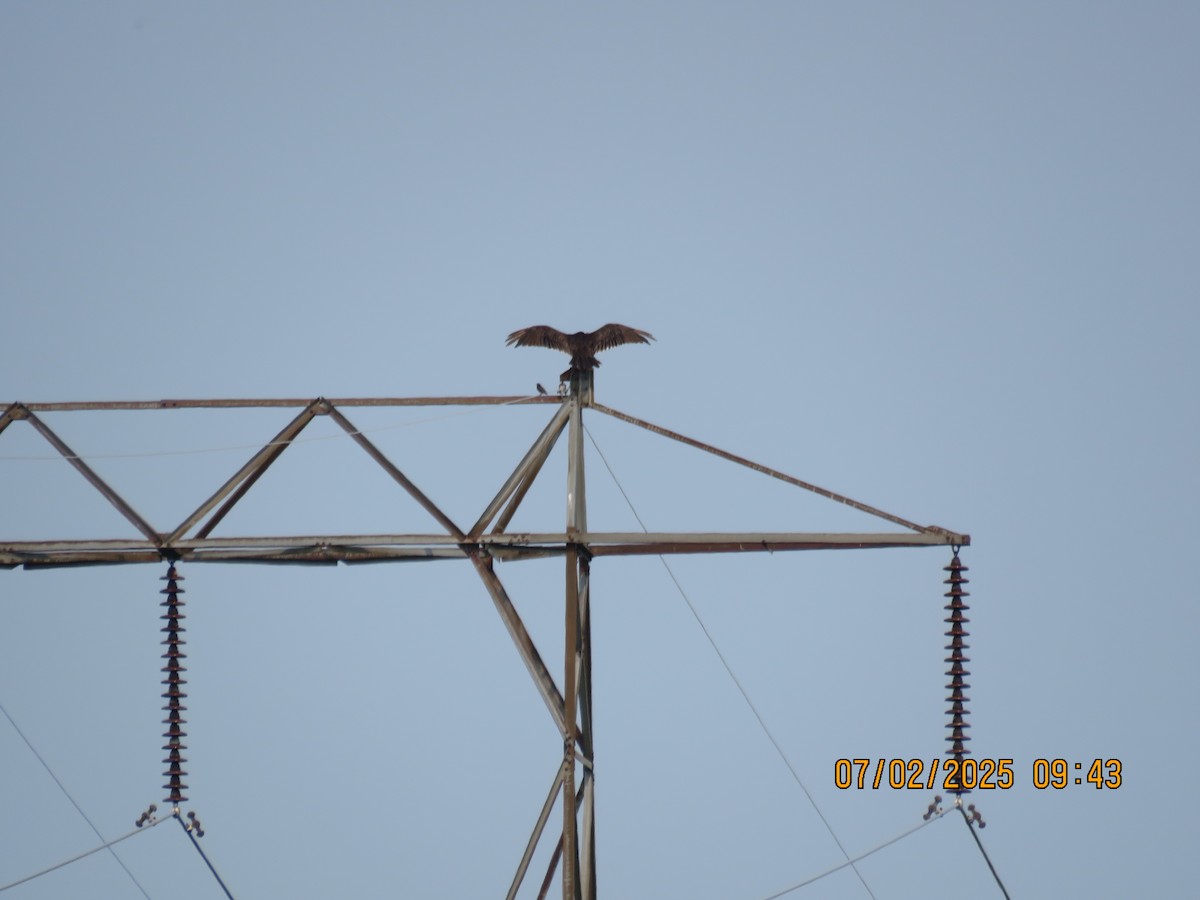 ヒメコンドル - ML638692826