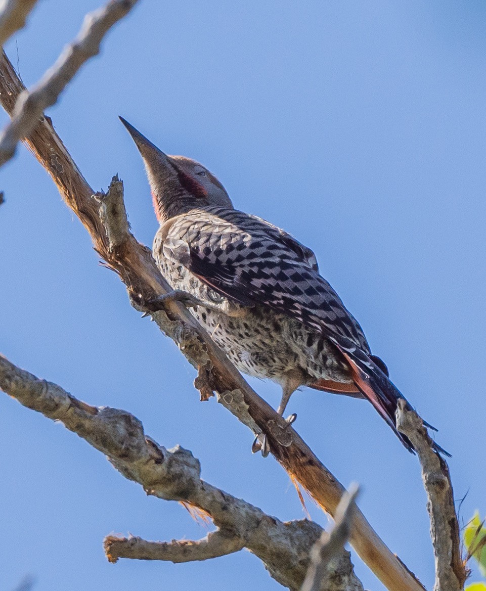 Northern Flicker - ML638692827