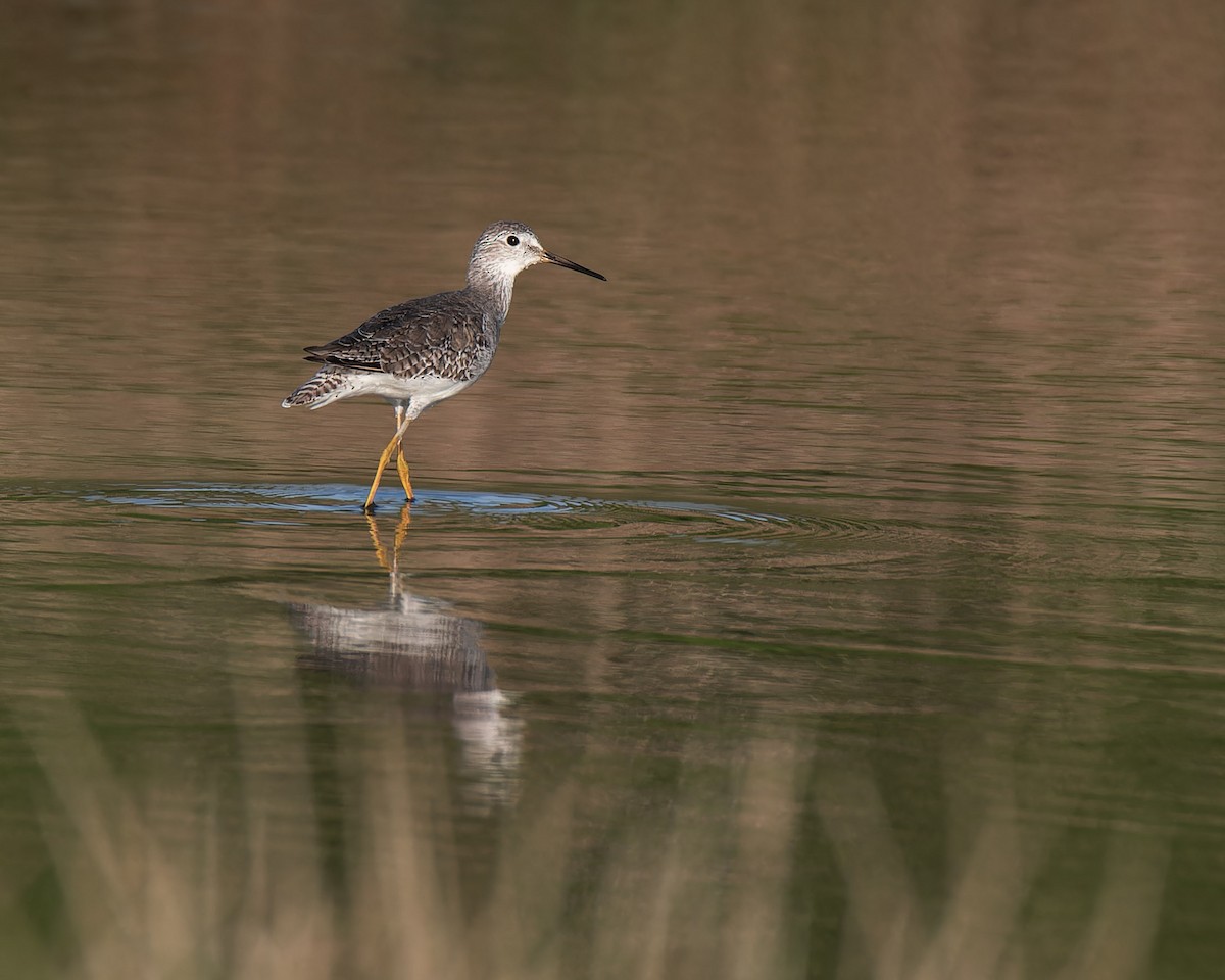 Lesser Yellowlegs - ML638692853