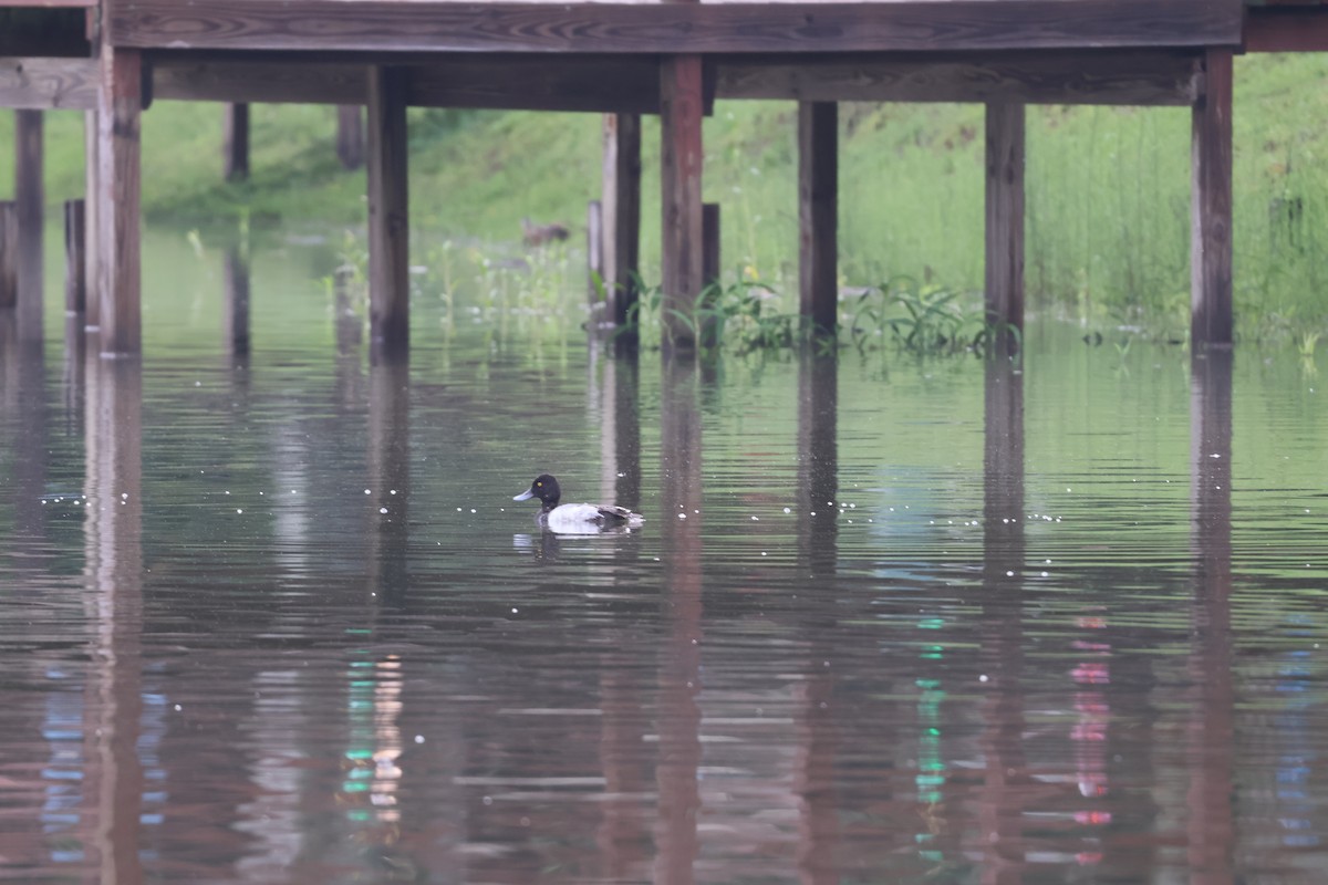 Lesser Scaup - ML638692860