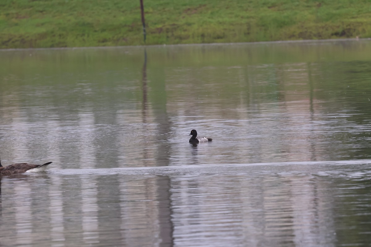 Lesser Scaup - ML638692861