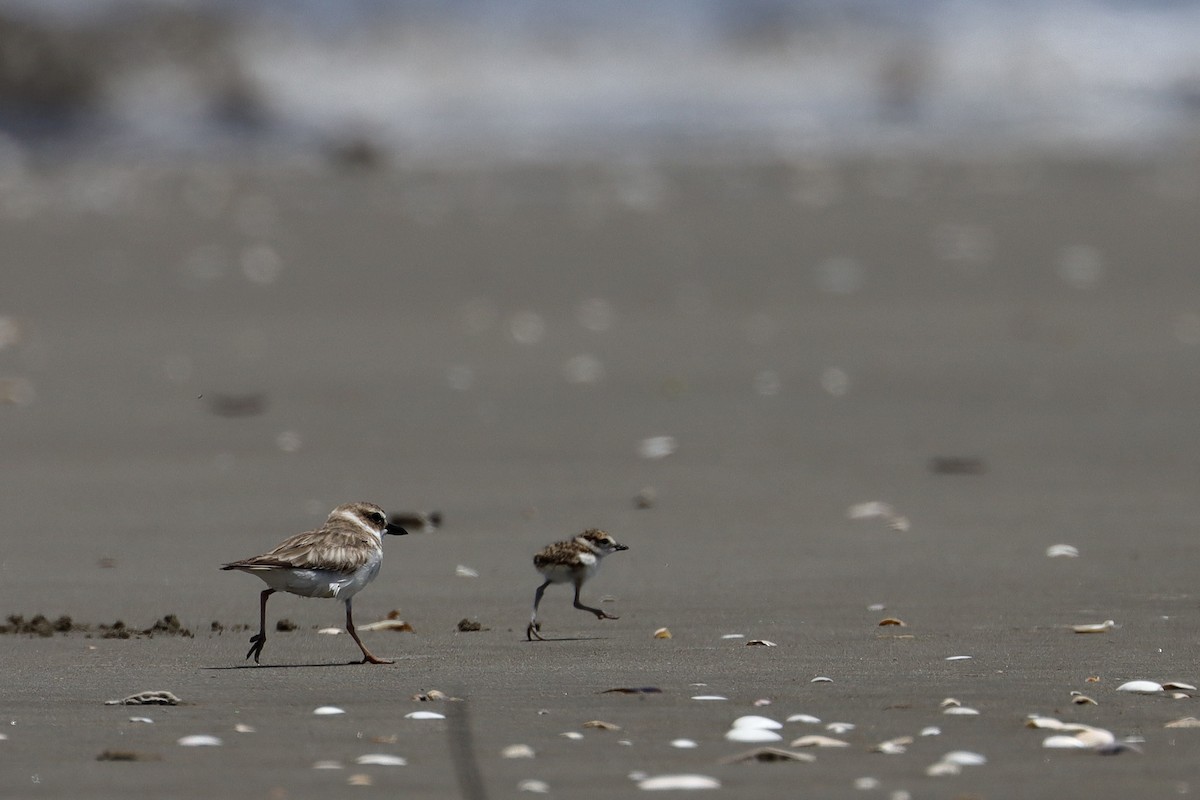 Wilson's Plover - ML638692866