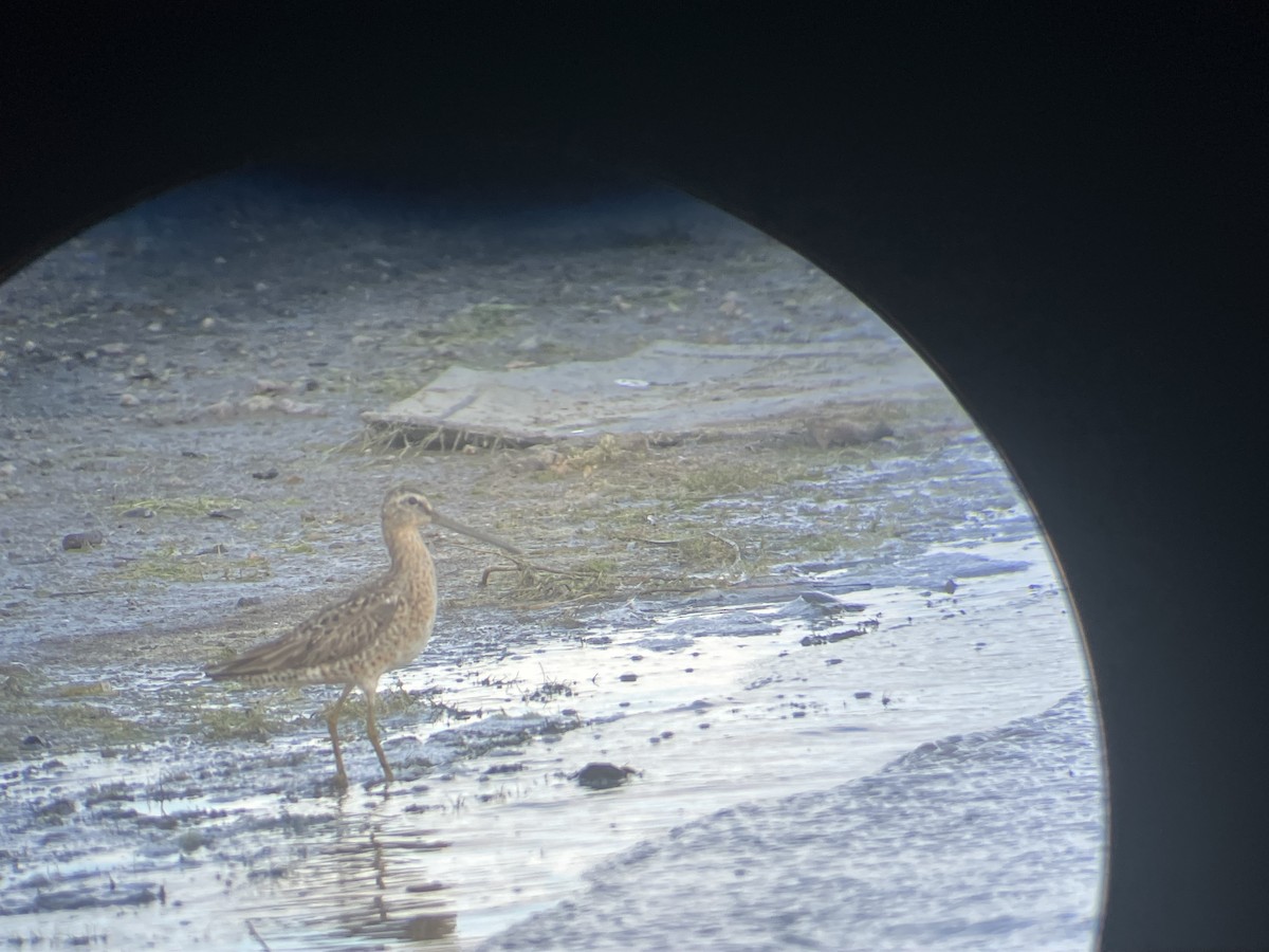 アメリカオオハシシギ - ML638692909