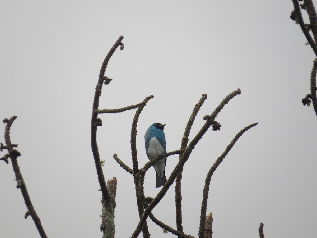 Swallow Tanager - ML638692925