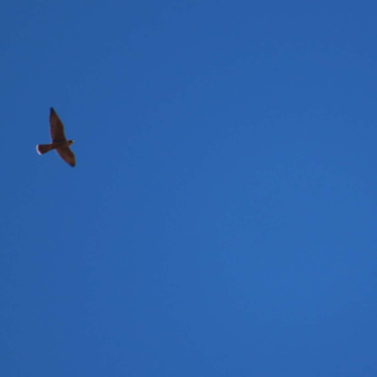 Falco sp. - ML638692942