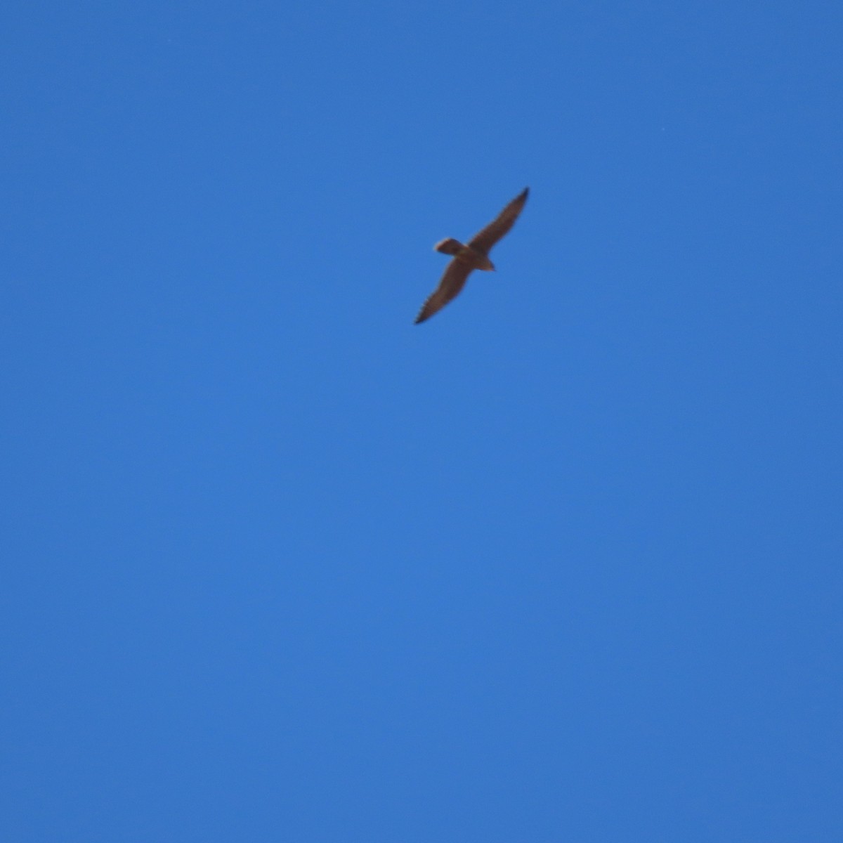 Falco sp. - ML638692943
