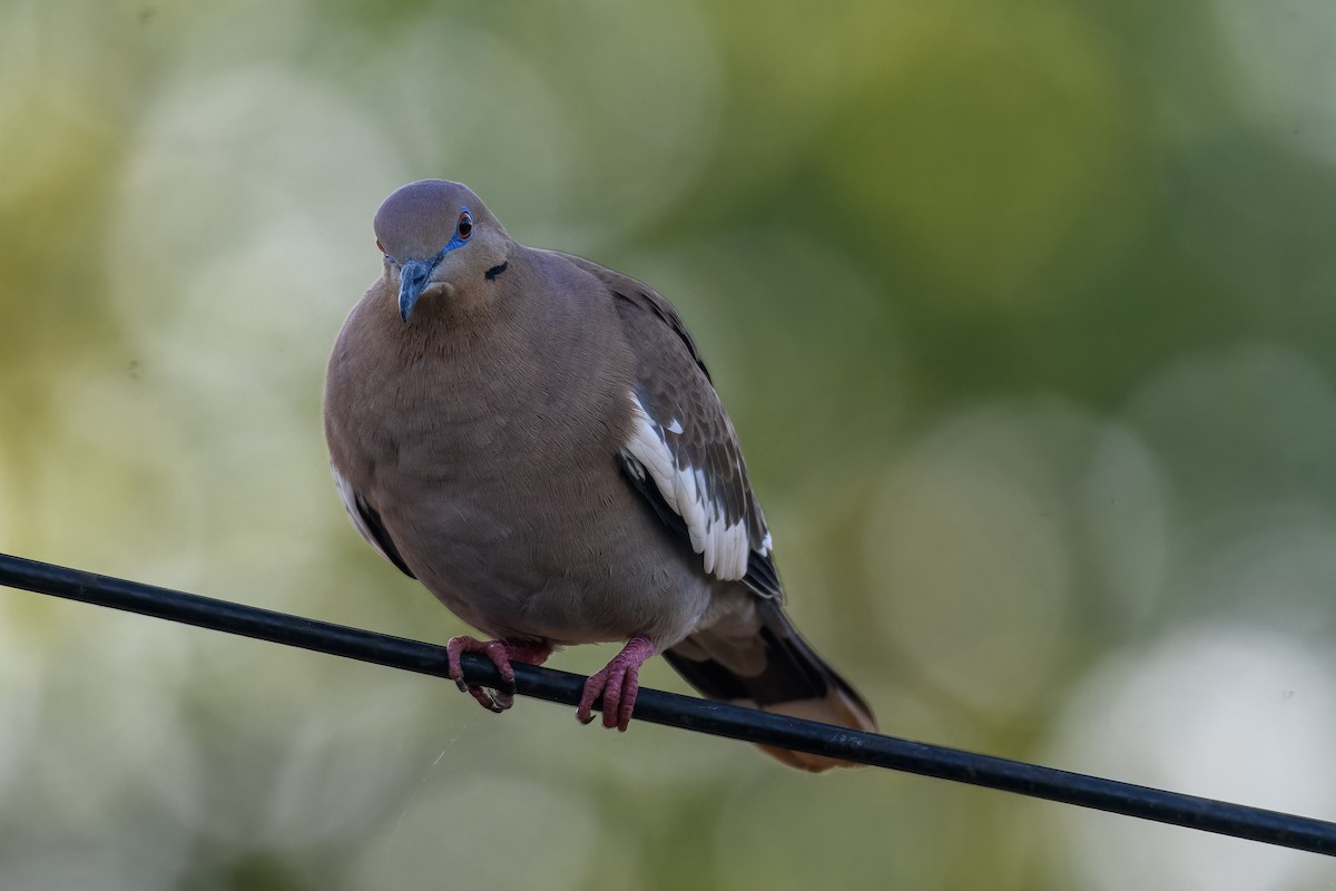 White-winged Dove - ML638692945