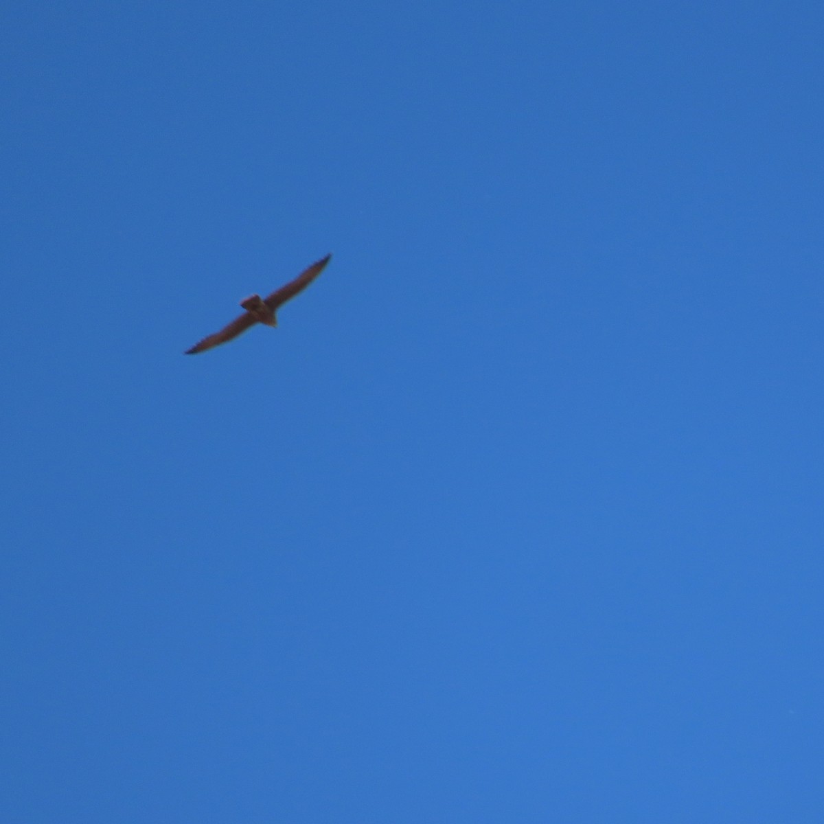 Falco sp. - ML638692948