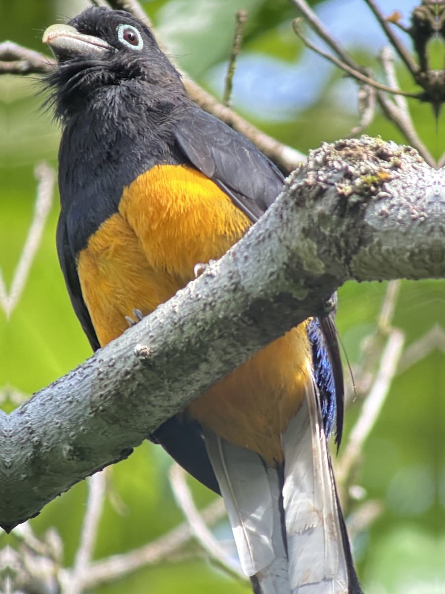 White-tailed Trogon - ML638692956