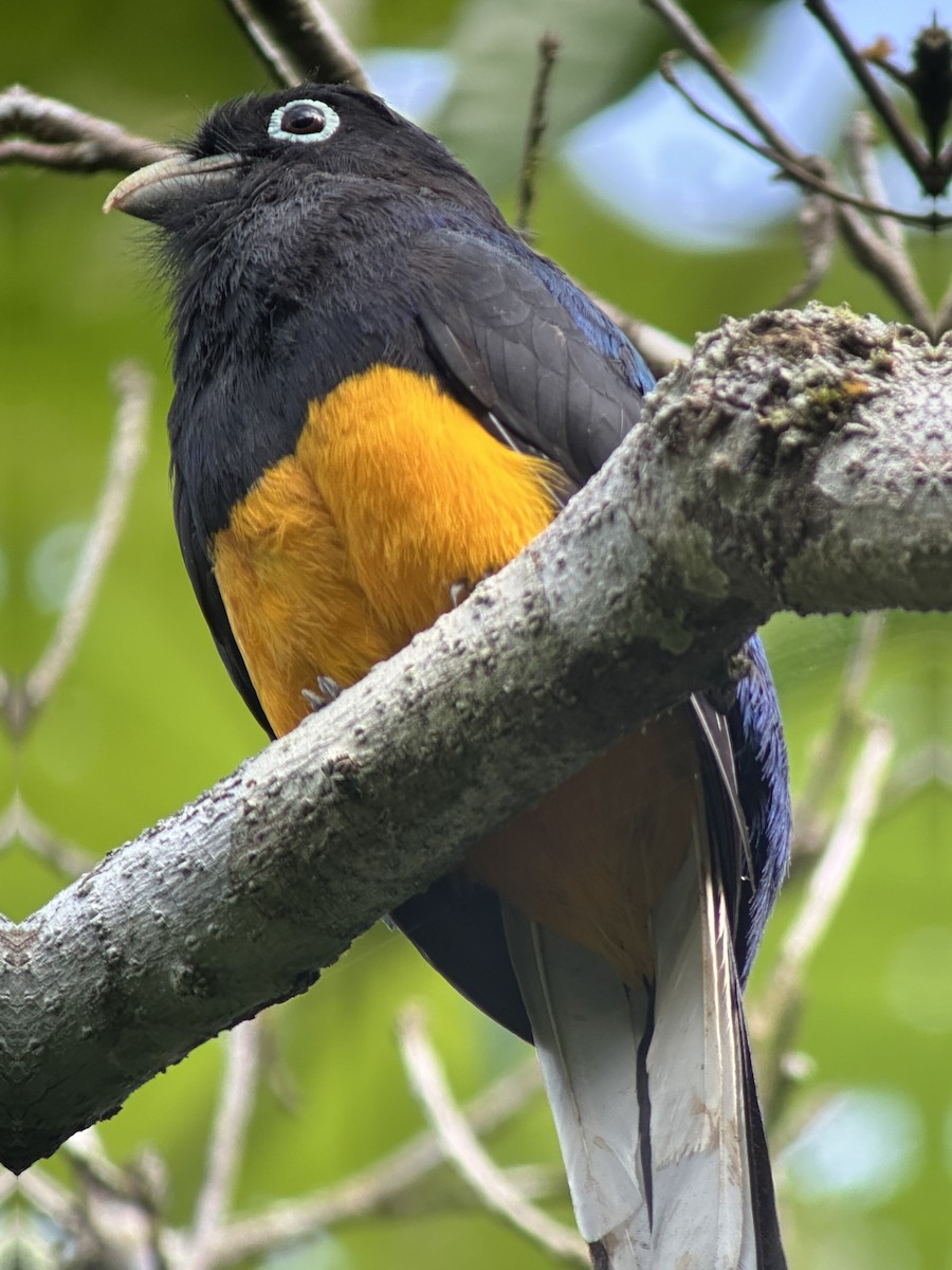 White-tailed Trogon - ML638692958