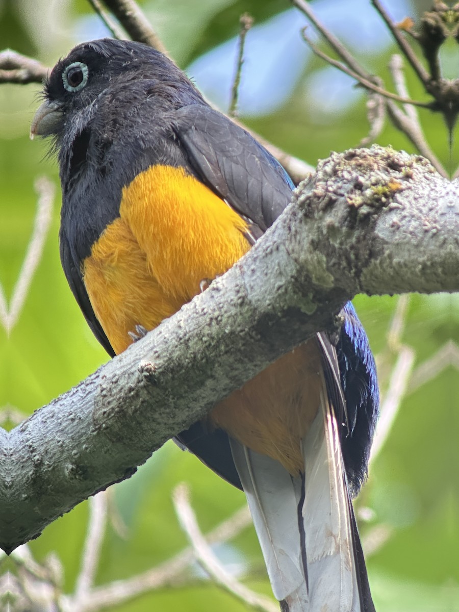White-tailed Trogon - ML638692959