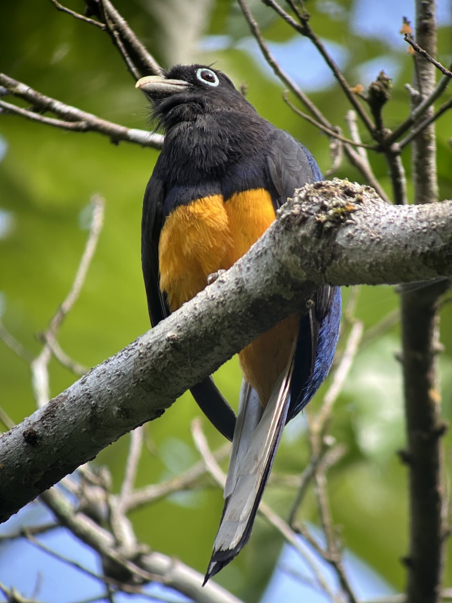 White-tailed Trogon - ML638692960