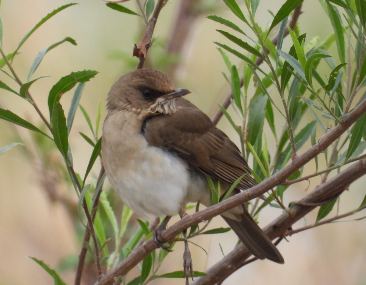 Creamy-bellied Thrush - ML638693005