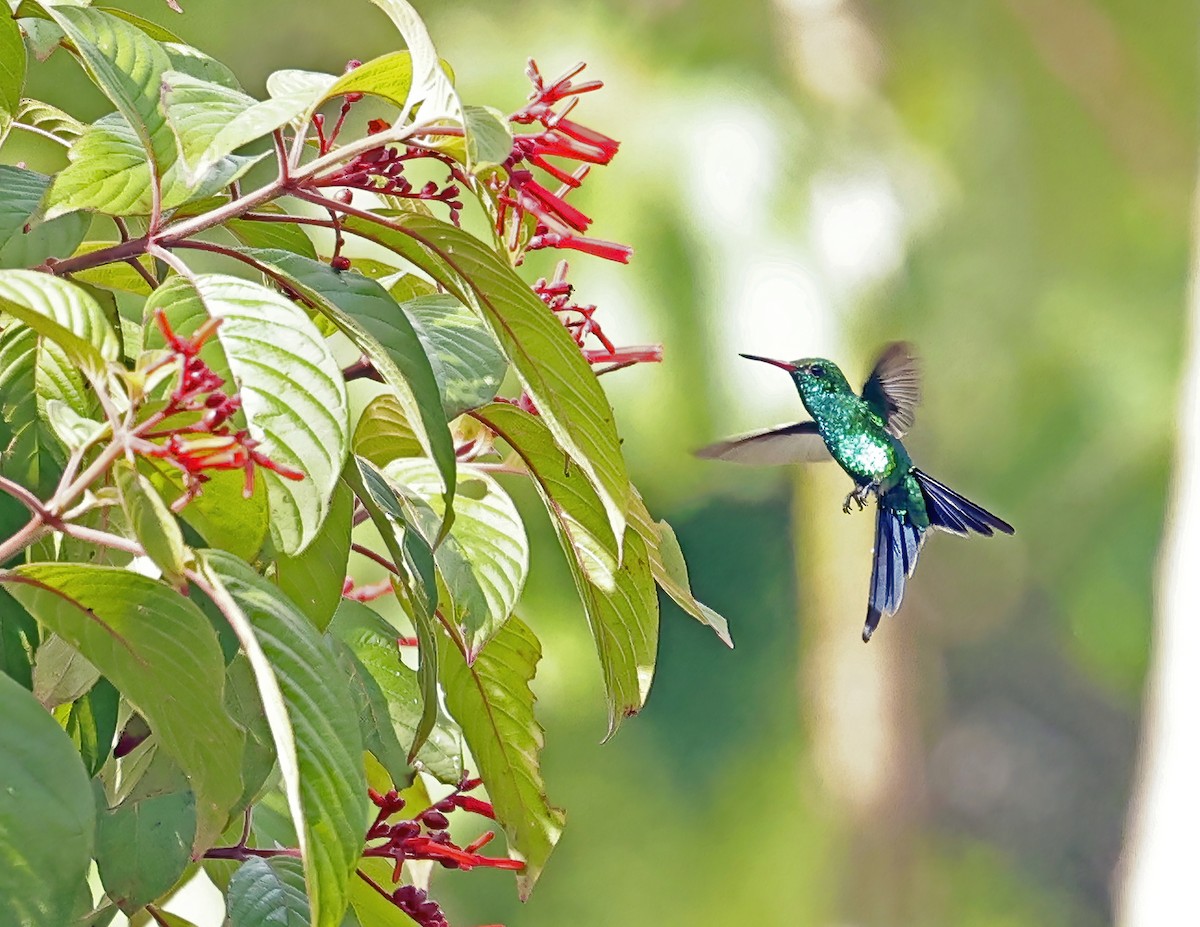 Cozumel Emerald - ML638693006