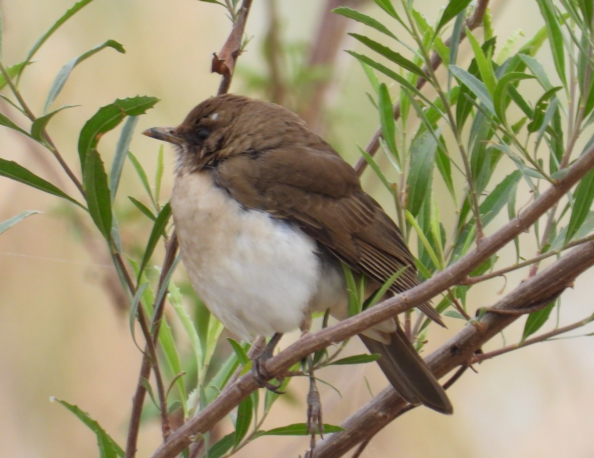 Creamy-bellied Thrush - ML638693012