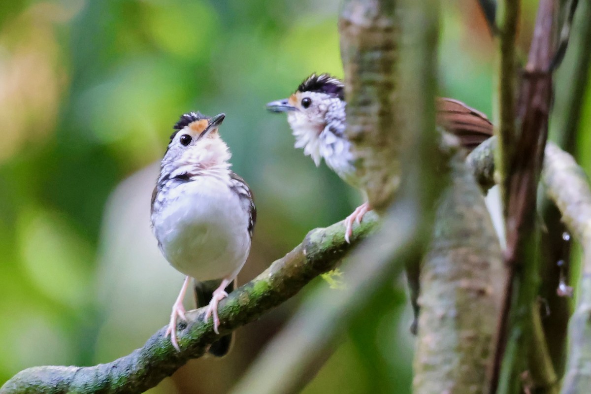 Striped Wren-Babbler - ML638693020