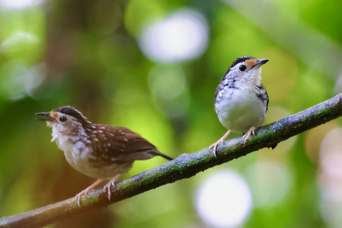Striped Wren-Babbler - ML638693022