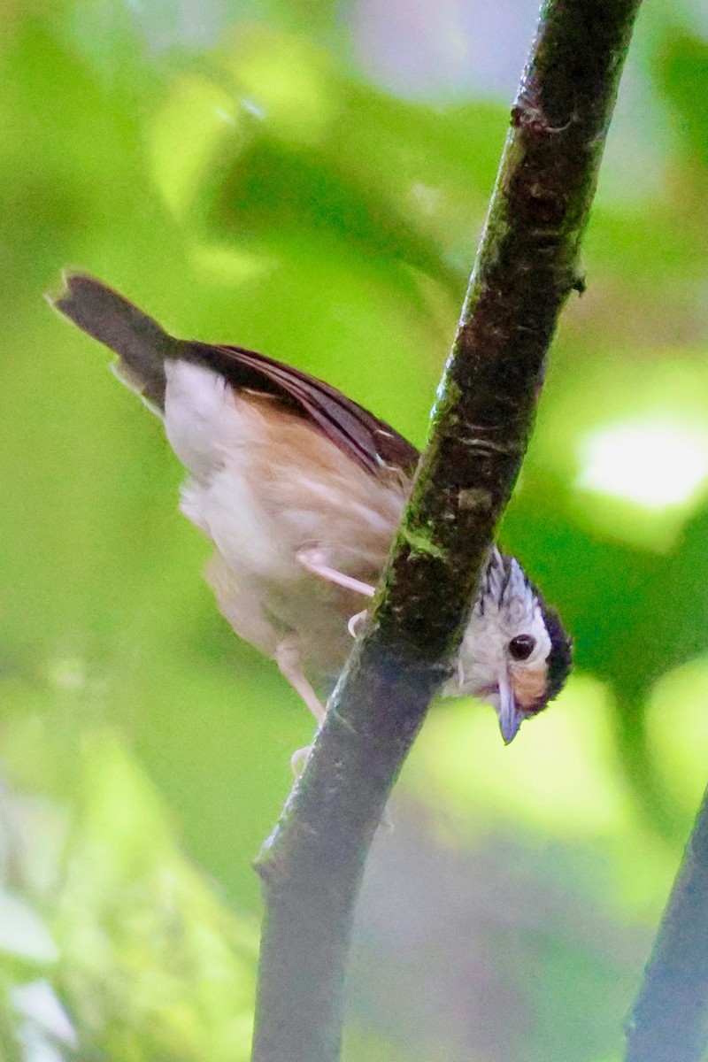 Striped Wren-Babbler - ML638693024