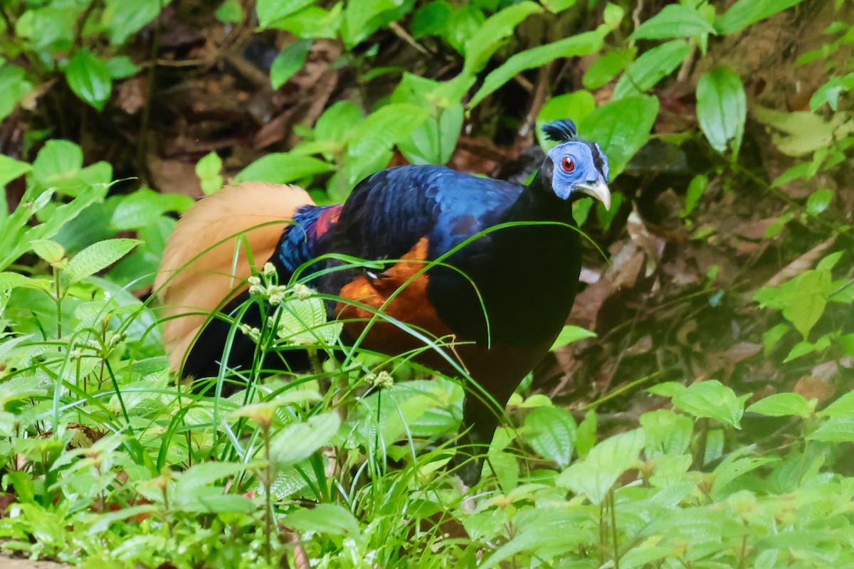 Bornean Crested Fireback - ML638693026