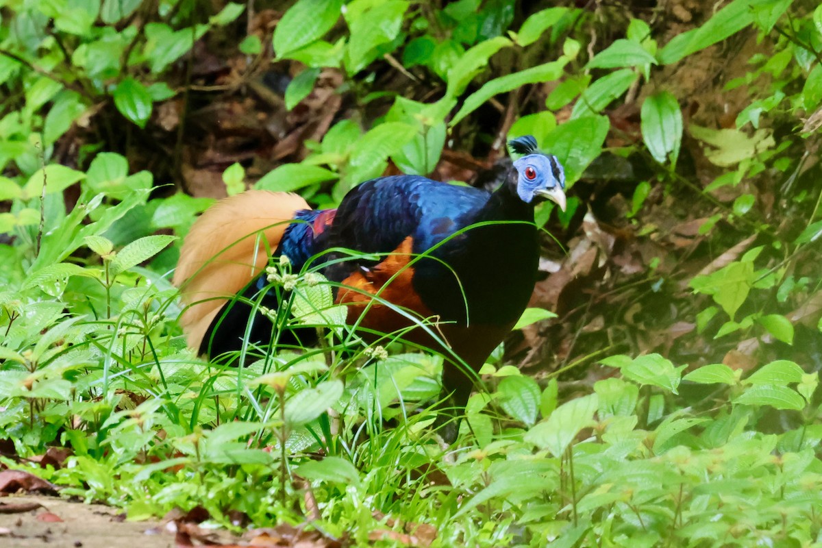 Bornean Crested Fireback - ML638693027