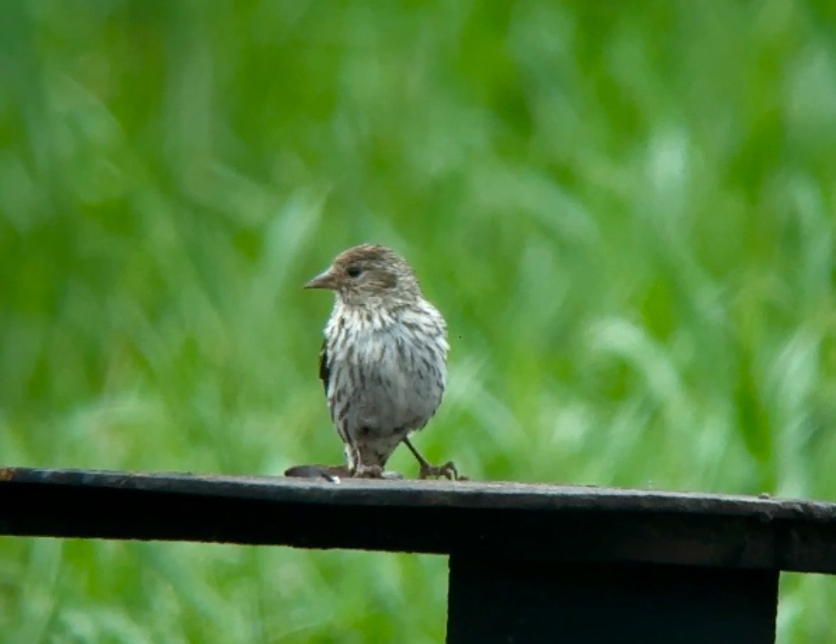 Pine Siskin - ML638693035