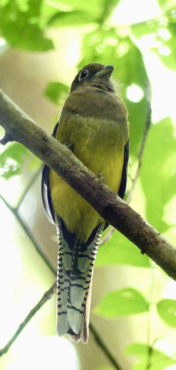 Northern Black-throated Trogon - ML638693037