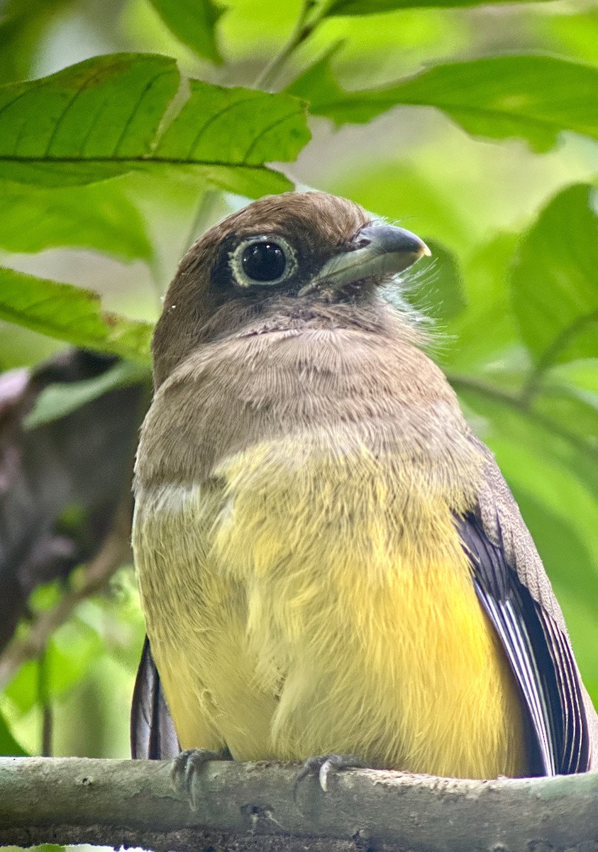 Northern Black-throated Trogon - ML638693038