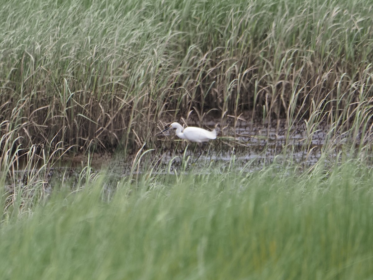Snowy Egret - ML638693075