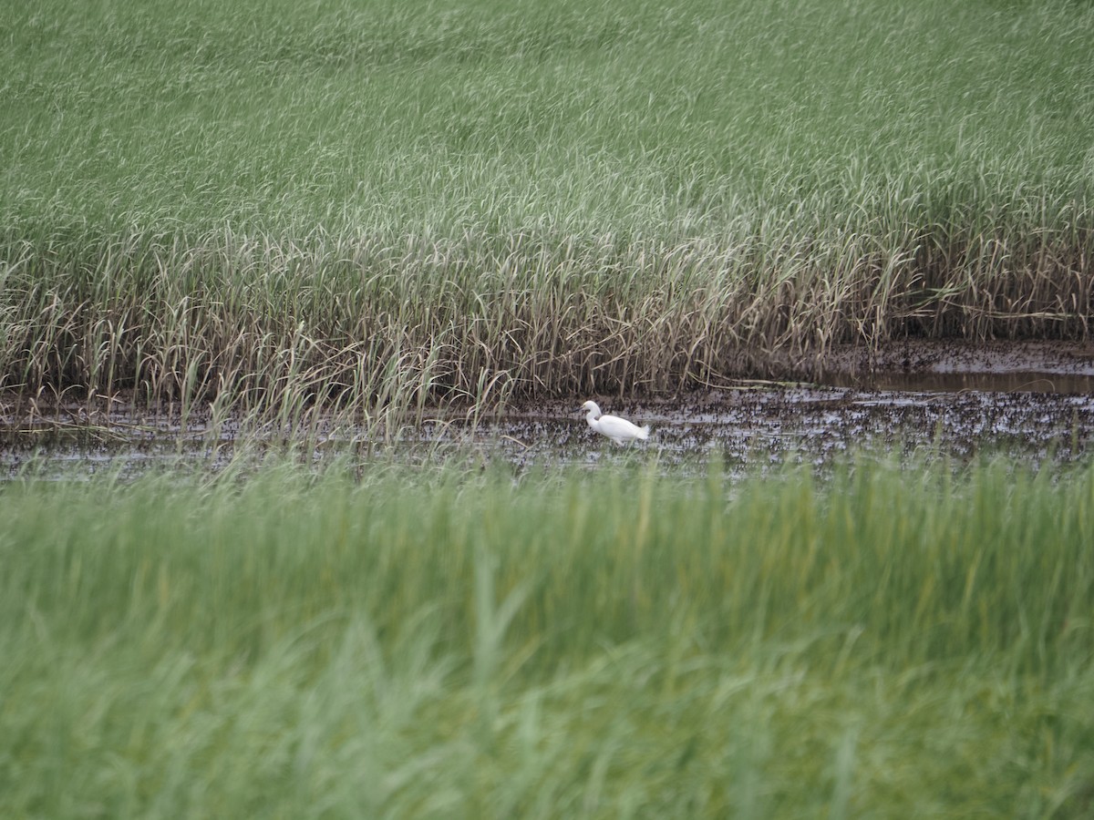 Snowy Egret - ML638693077