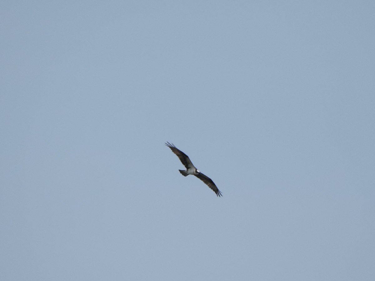 Osprey - ML638693078