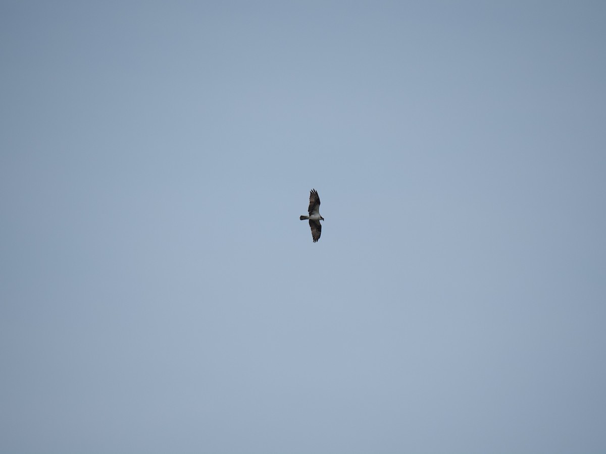Osprey - ML638693079
