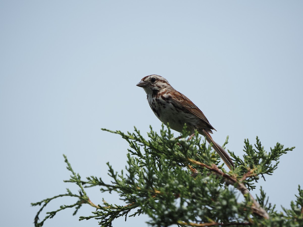 Song Sparrow - ML638693082