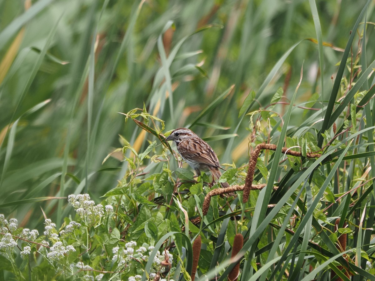 Song Sparrow - ML638693083