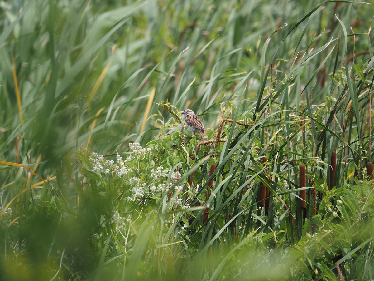 Song Sparrow - ML638693084