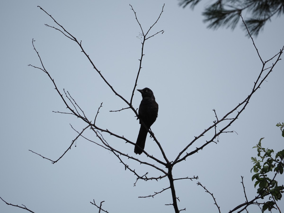 Common Grackle - ML638693085