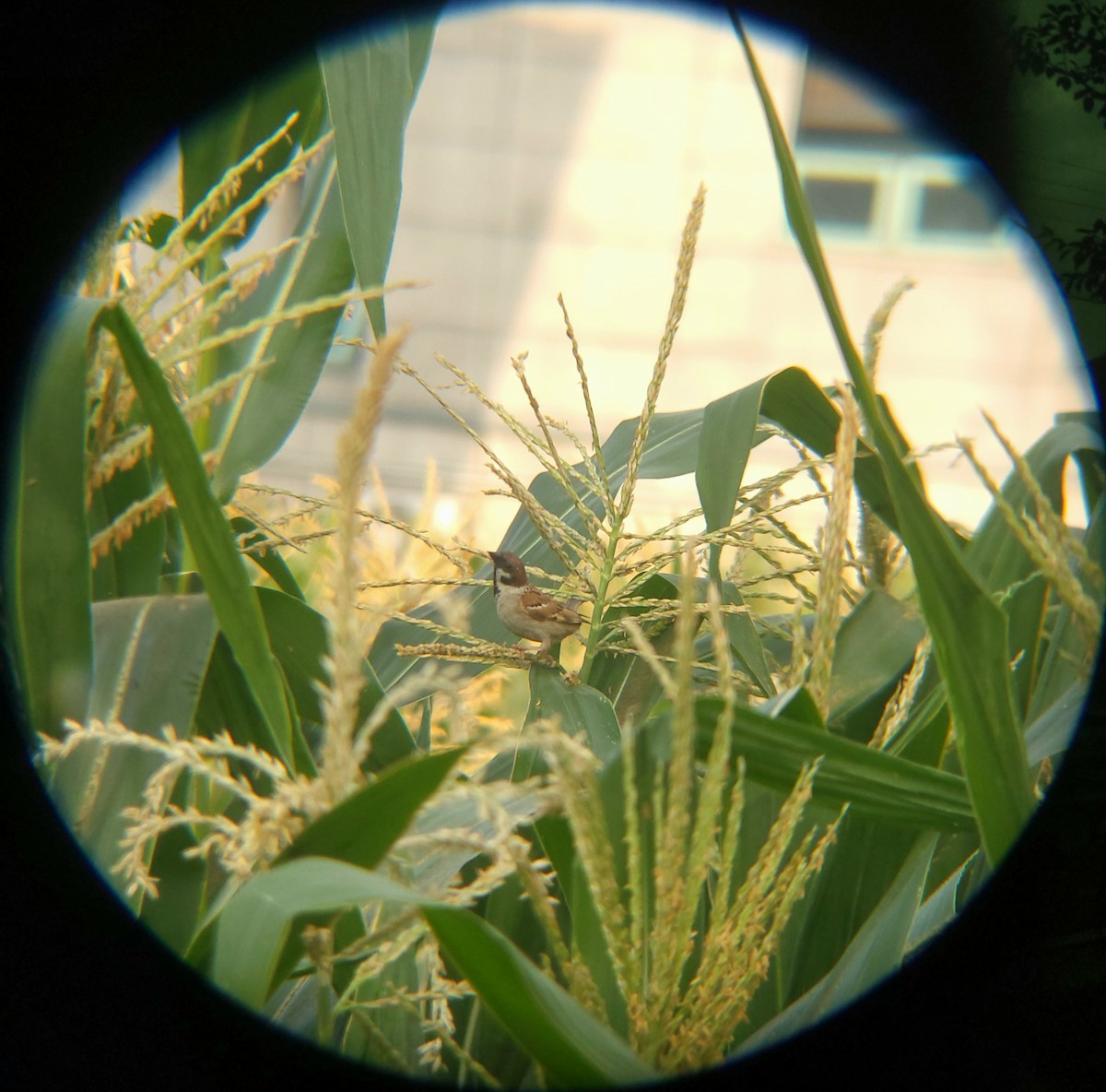 Eurasian Tree Sparrow - ML638693098